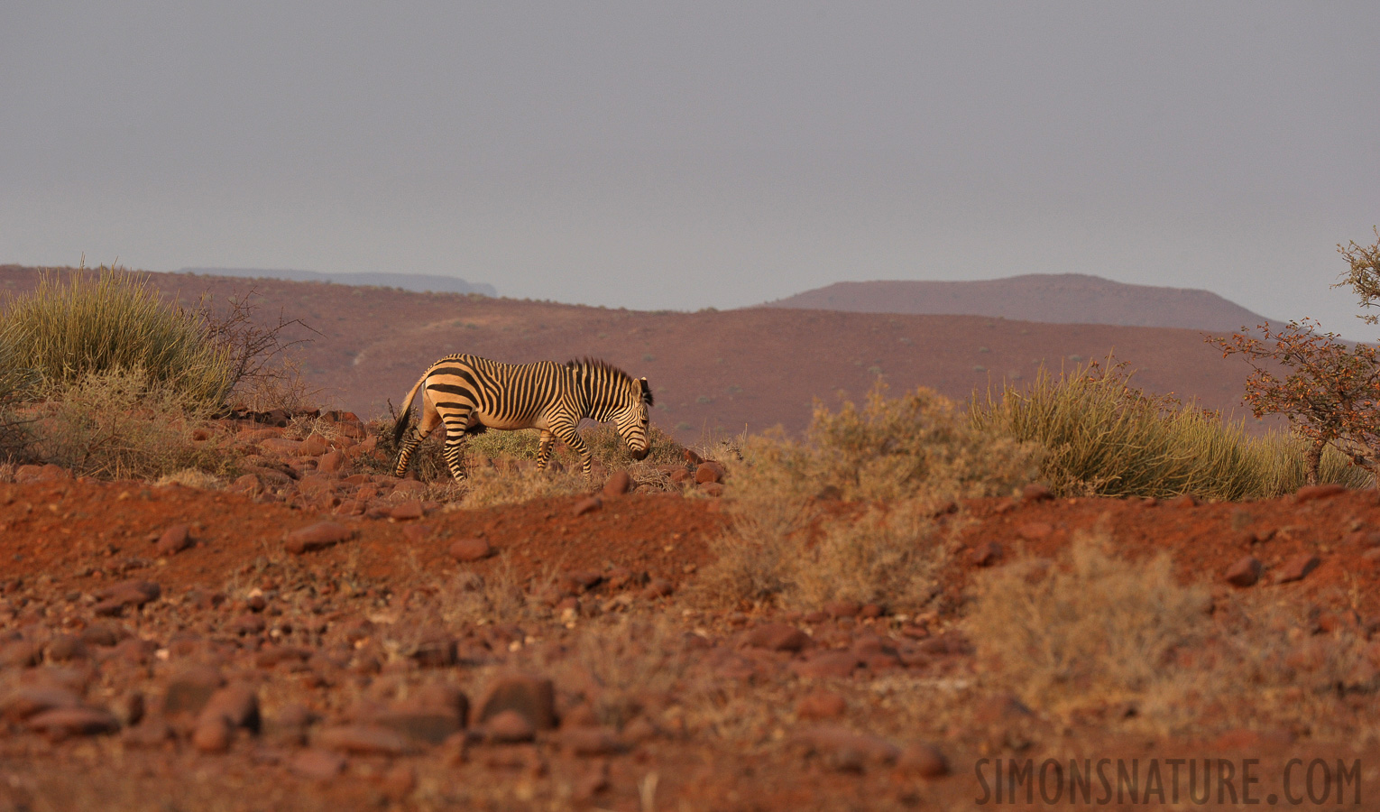 Equus zebra hartmannae [400 mm, 1/640 sec at f / 9.0, ISO 1250]